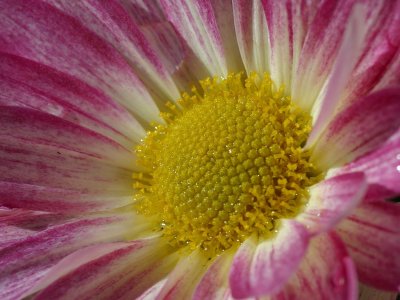 Plant & Flower Encyclopedia