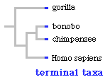 terminal taxa diagram