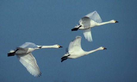 Bewick swans in flight