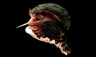 scaly foot gastropod