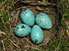Swainson's thrush eggs