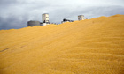 Damian blog on biofuel in USA : Harvested corn in Colorado
