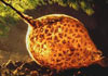 Freshwater Bryozoan (phylum Bryozoa/Ectoprocta) [Photo: U.S. Geological Survey Nonindigenous Aquatic Species Program]