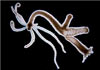 Freshwater Hydrozoan Hydra [Copyright: Micrographia, used with permission]