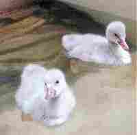 Baby swans are called cygnets.