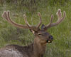 Elk (Cervus elaphus)[Photo: Jim Leupold, United States Fish and Wildlife Service (USFWS)]