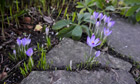 Signs of early spring , Crocus tommasinianus flowering