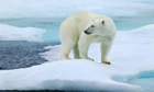 Polar Bear (Ursus maritimus) standing on an ice floe, Svalbard Islands, Norway