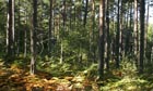 Damian blog on forestry sell off : Worcestershire Wyre Forest woodland , Worcestershire