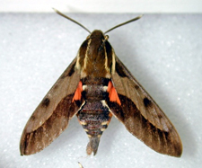 Hawaiian Sphinx Moth