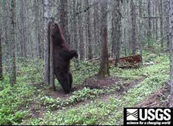 grizzly bear rubbing on a bear rub tree