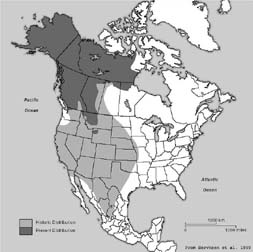 North American range map for grizzly bears (Ursus arctos)