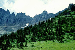 North Central Rockies forests