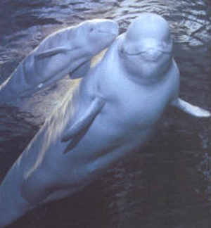 Mother and baby Beluga whale in the Arctic.