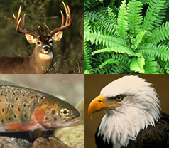 Deer, Fern, Fish, Eagle
