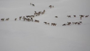 A herd of caribou standing on a hillside of snow