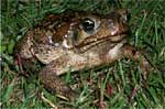 photo of a giant toad