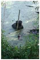 Crayfish trap set in a pond, with small alligator close by. - click image to enlarge