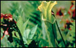 Alabama Canebrake pitcher plant