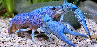 Everglades crayfish 'electric blue morph' (Procambarus alleni) - photo credit: Chris Lukhaup