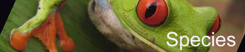 Red eyed tree frog (Agalychnis callidryas)
(customized) 