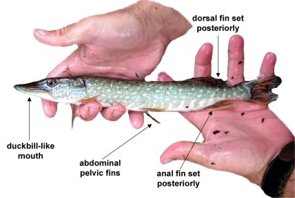 Figure one illustrates the family level identifieres of the Family Esocidae.  These include a duckbill-like mouth, abdominal pelvic fins, an anal fin set, and a posterior dorsal fin set.