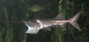 The paddlefish is of the Order Acipenseriformes, Family Polyodontidae.