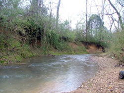 Figure 2. Small Alabama headwater stream. Habitat of Cottus carolinae