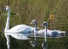 Trumpeter Swan [Photo: US Fish and Wildlife Service]