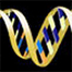 [ILLUSTRATION] A model of a DNA double-helix