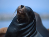 California Sea Lion - John J. Mosesso