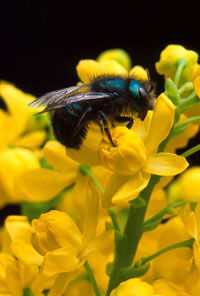This blueberry bee (Osmia ribifloris), observed here on a barberry flower, is an effective pollinator of blueberries.  Photo courtesy of  Jack Dykinga, USDA Agricultural Research Service.