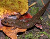 Ocoee Salamander (Desmognathus ocoee) - [Copyright: John D. Willson, Savannah River Ecology Lab / USGS Amphibian Research and Monitoring Initiative, used with permission]