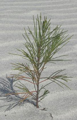 Australian Pine