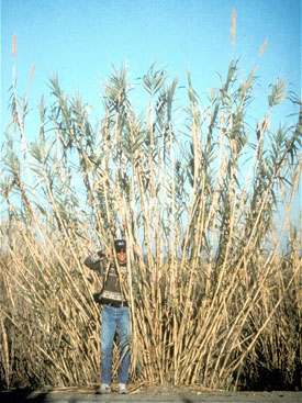 Giant reed