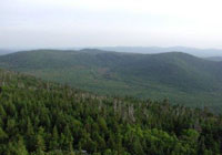 Forested area along the Appalachian Trail
