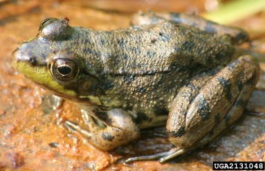 green frog, Rana clamitans  (Anura: Ranidae) - 2131048