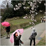 Cherry Blossoms Bloom, Even as Tourism Recedes