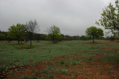 This future quail habitat was cleared of water-sucking mesquite to restore open spaces for plants and grasses using the AWEP program. 