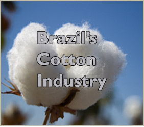 This report identifies the factors contributing to Brazil's rise as a major cotton exporter.