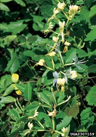 Japanese honeysuckle - photo by James H. Miller, USDA Forest Service, Bugwood.org