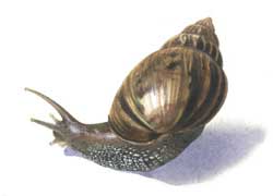 Image of Giant Afican Snail