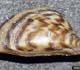 Zebra mussel