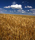 Wheat growing in a field - USDA, ARS