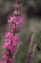 Flowers of Lythrum salicaria in Toronto, Canada (Photo: Colin Wilson) - Click for full size
