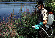 Chemical spraying of purple loosestrife.