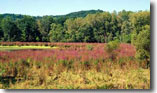 field of invasive Purple Loosestrife