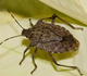 Brown marmorated stink bug - Invasaive.org