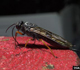 Sirex woodwasp - Invasive.org