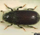 Common Pine Shoot Beetle - Invasive.org